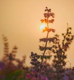 Benefits of Holy Basil Tea for Blood Sugar