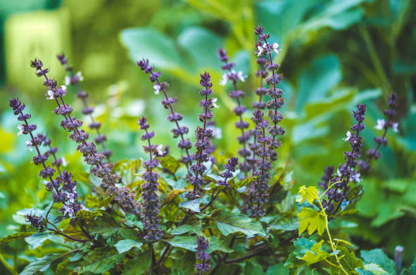 tulsi-plant-ayurvedic