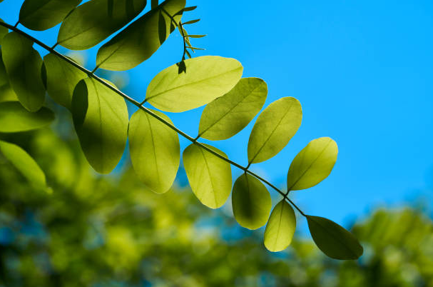 moringa-tea-leaves-organic