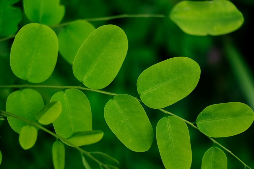 moringa-tea-leaves-benefits