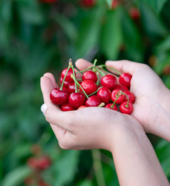 Cherries: Nature’s Sleep Aid