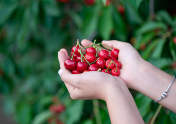 cherries melatonin benefits