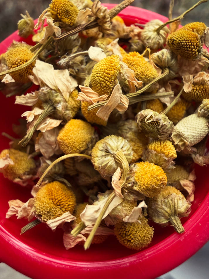 chamomile anxiety benefits