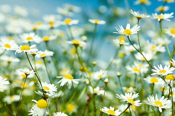 egyptian chamomile best kind for anxiety