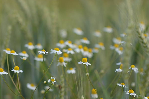 german chamomile benefits