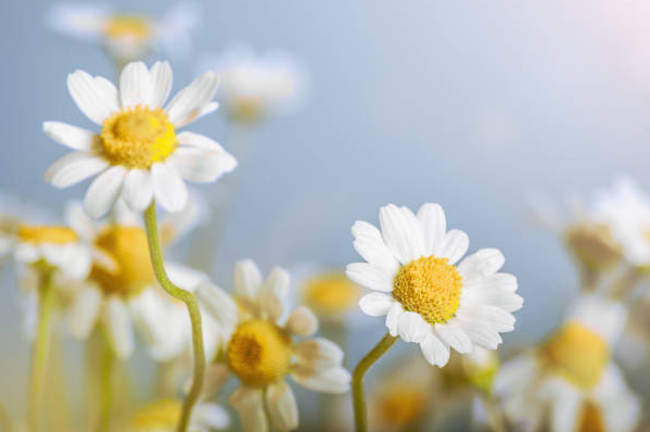 most potent types of chamomile