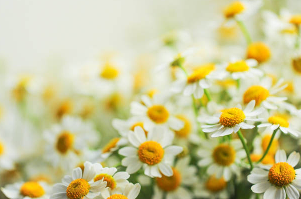 rarest types of chamomile zloty lan