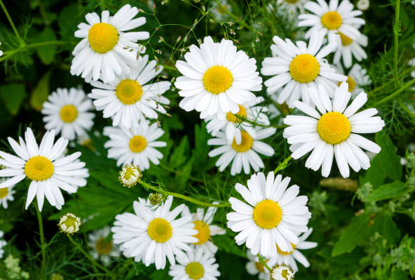 roman chamomile benefits