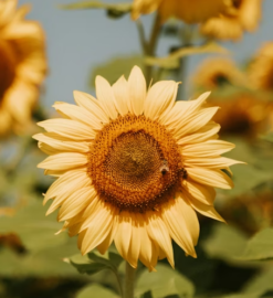 Sunflower Lecithin Benefits for Digestion, Liver, and Gallbladder Health