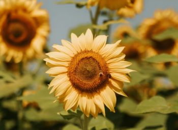 sunflower lecithin benefits for gut and liver