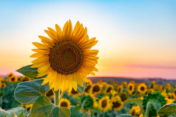 sunflower lecithin benefits for digestion