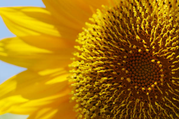 sunflower lecithin gallbladder benefits