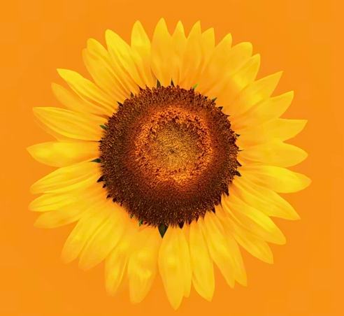 is sunflower lecithin safe for people without a gallbladder