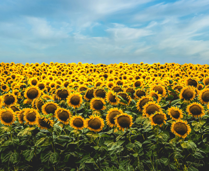 sunflower lecithin gallstones