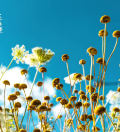 The Different Types of Chamomile and Their Unique Benefits