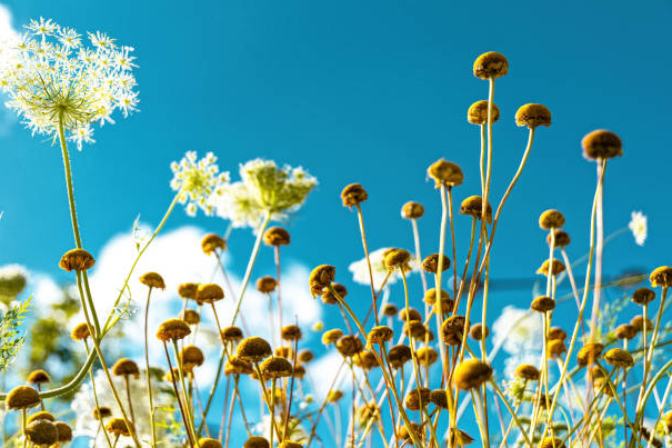 Wild and Moroccan Chamomile