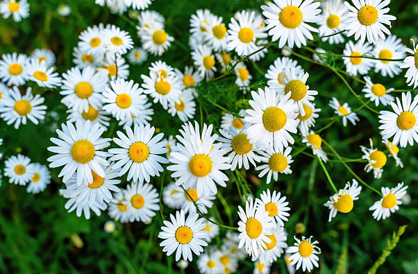 zloty lan chamomile benefits
